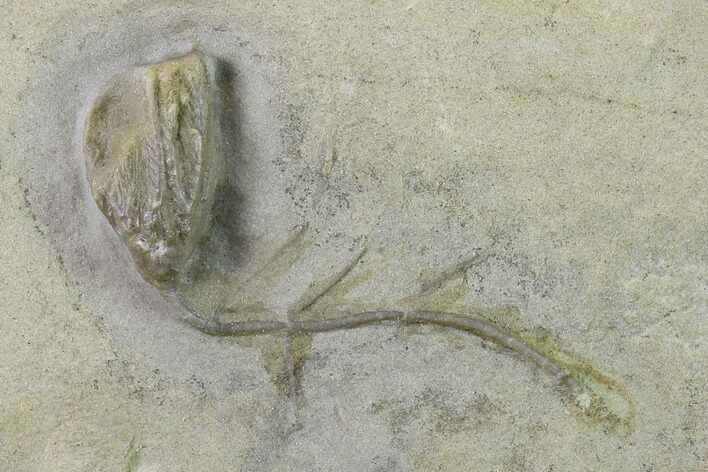 Fossil Crinoid (Clematocrinus) - Dudley, England #135580